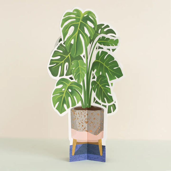 Monstera Plant