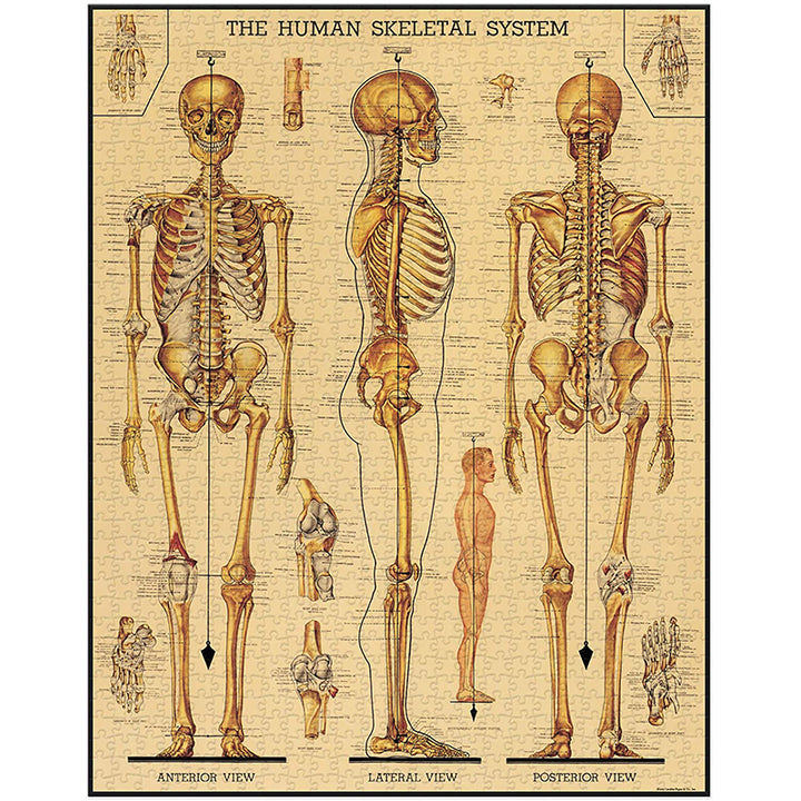 Skeletal System 1,000 Piece Puzzle