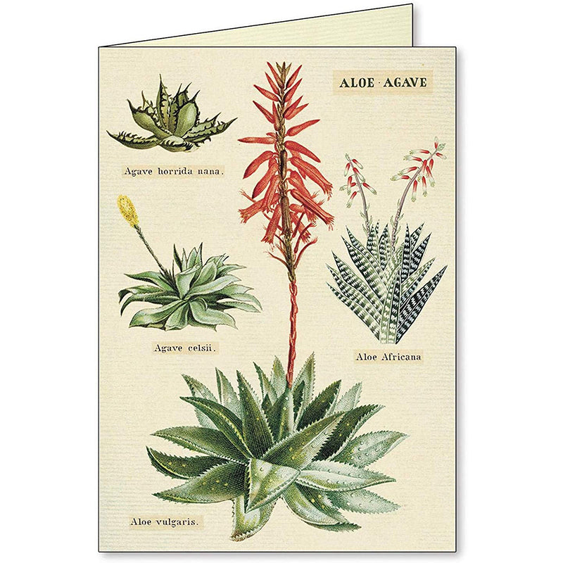 Succulents Assorted Note Card (set of 8)