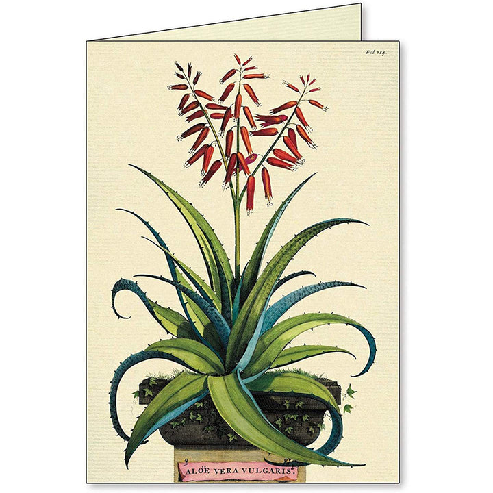 Succulents Assorted Note Card (set of 8)