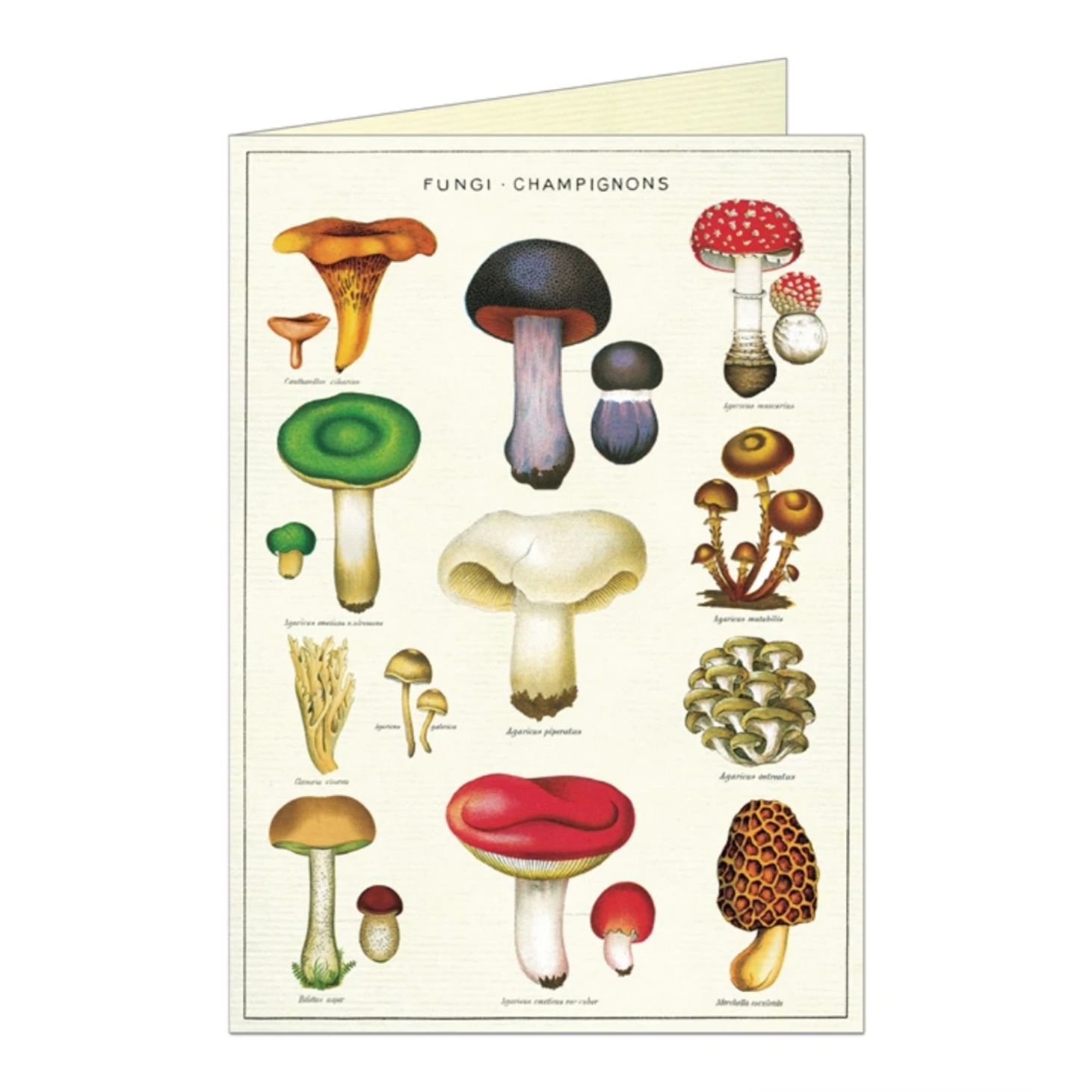 Fungi Card – Hitchcock Paper Co.